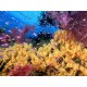 Referral Checkout Dives for Certification PADI or NAUI