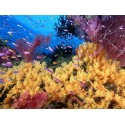 Referral Checkout Dives for Certification PADI or NAUI