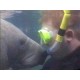 Referral Checkout Dives for Certification PADI or NAUI